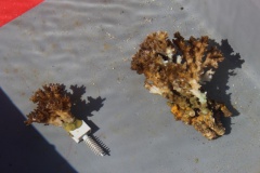 Jardinage dans le lagon de Punaauia 5