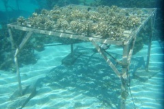 Jardinage dans le lagon de Punaauia 1