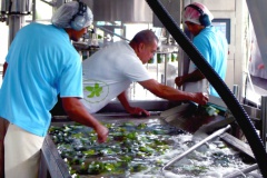 Taipora noni s'attaque au marché américain 5