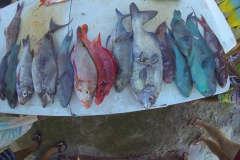 La pêche de Michel WILLIAMS lors de la première journée