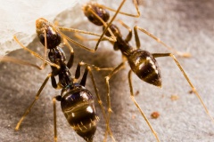 La fourmi folle noire (Paratrechina longicornis (Latreille)).