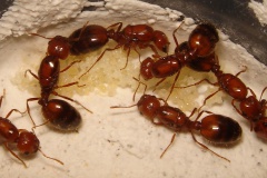 La fourmi de feu (Solenopsis geminata (Fabricius)).