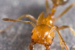 La fourmi de Singapour (Trichomyrmex destructor (Jerdon)).