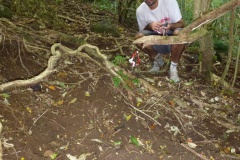 Ravahere Taputuarai constate les dégâts causés par les cochons sauvages sur le sol. Crédit : JYM.