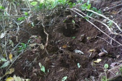 Dégâts causés par les cochons sauvages. Crédit : JYM.