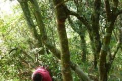 Ravahere Taputuarai compte les plantules dans la parcelle de forêt naturelle. Crédit : JYM.