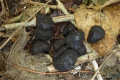 Crottes de cochons sauvages qui prouvent leur passage sur la zone. Crédit : JYM.