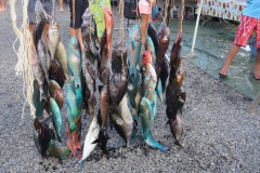 peu de poisson mais de qualité pour cette édition (Alain P)