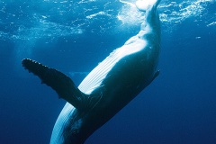 Baleines & dauphins de Polynésie, Alexandre Gannier, éditions Au vent des îles.