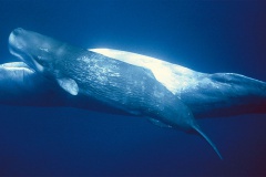 Baleines & dauphins de Polynésie, Alexandre Gannier, éditions Au vent des îles.