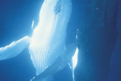 Baleines & dauphins de Polynésie, Alexandre Gannier, éditions Au vent des îles.