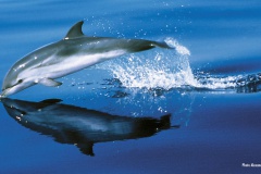 Baleines & dauphins de Polynésie, Alexandre Gannier, éditions Au vent des îles.
