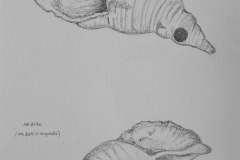 Trésors polynésiens retrouvés dans l'épave de la Pandora.