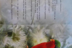 'Ura, la perruche de Rimatara