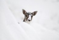 000_DV880476_THUMBS192.jpg 000_DV880476_THUMBS192.jpg