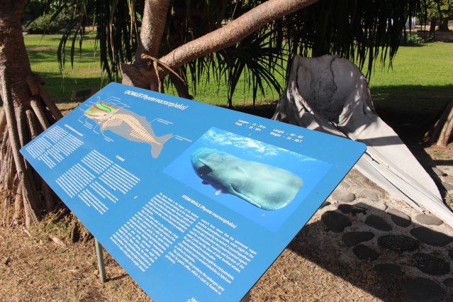 Un nouveau panneau devant la mâchoire supérieure de cachalot.