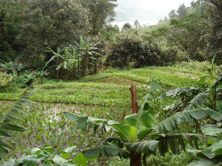 167328_185314244827539_100000468945144_637231_4120277_n.jpg 167328_185314244827539_100000468945144_637231_4120277_n.jpg