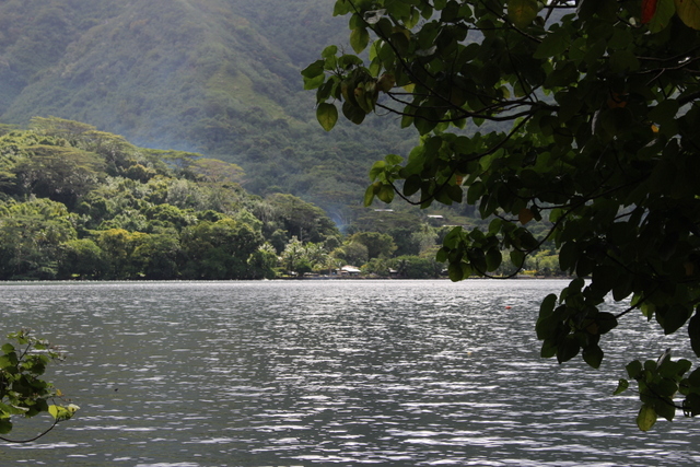 Vue sur la rive en face de la maison. Vue sur la rive en face de la maison.