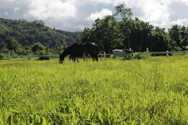 Le domaine de Mataiea.