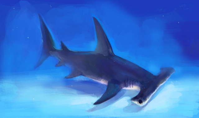 Grand requin marteau