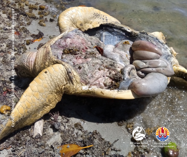 Tortue morte Fareatai Raiatea 20210202 03 Tortue morte Fareatai Raiatea 20210202 03