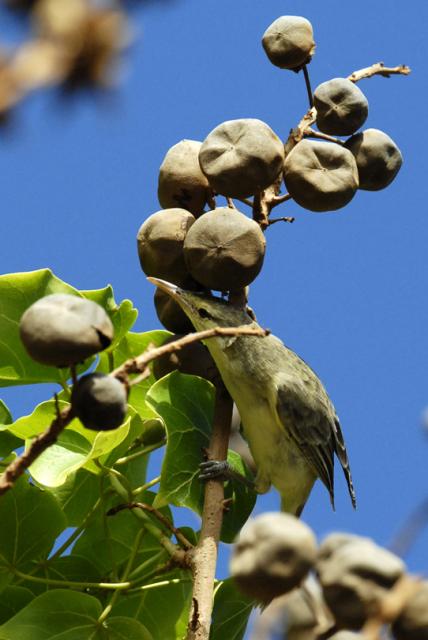 JACQ F_FAJ0435_Ps JACQ F_FAJ0435_Ps