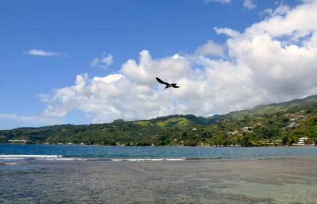 Un pe¦ütrel sauve¦ü par l'association retrouve sa liberte¦ü (JK) Un pe¦ütrel sauve¦ü par l'association retrouve sa liberte¦ü (JK)