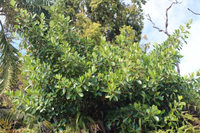 Arbre reproducteur. Arbre reproducteur.