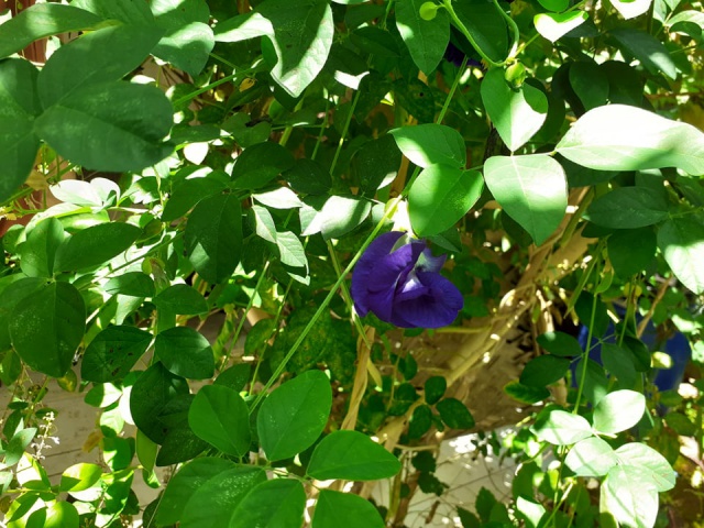 Clitoria Clitoria