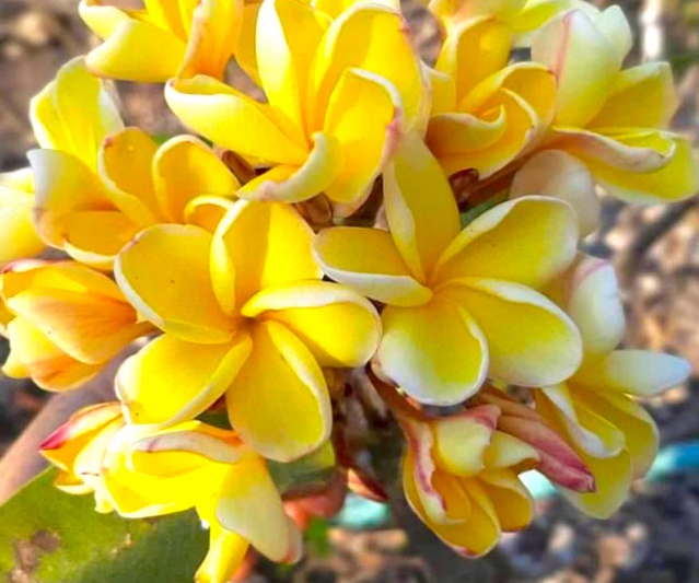 Yellow Gold Yellow Gold