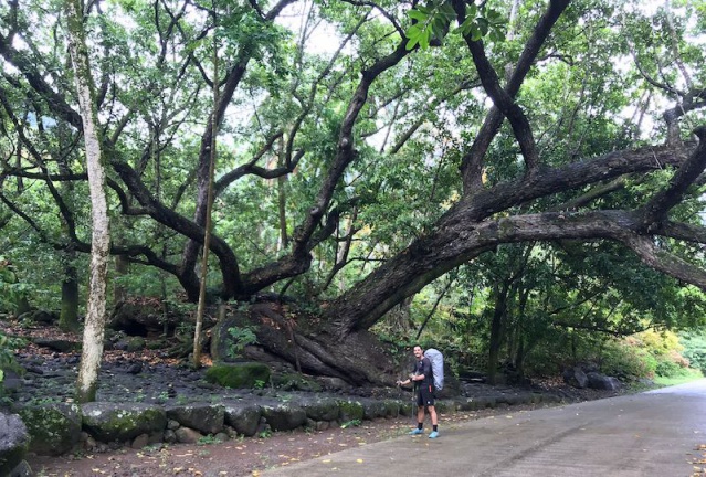 Nuku Hiva tour de l'île à pied, arbre. Nuku Hiva tour de l'île à pied, arbre.