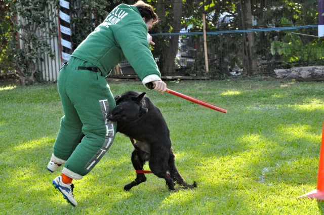 chien-defense-18-05-13 chien-defense-18-05-13