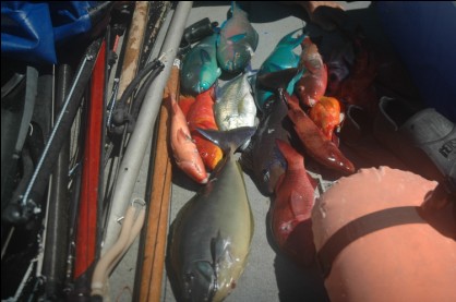 Peu de prises pour cette coupe Pierre LUTA mais de qualité