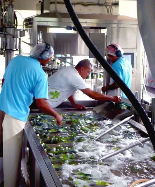 Taipora noni s'attaque au marché américain 5