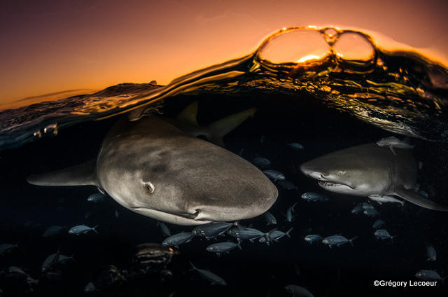 Lecoeur Greg Lecoeur Greg