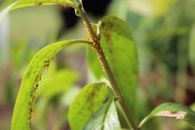 Un recensement des coccinelles est en cours. Un recensement des coccinelles est en cours.