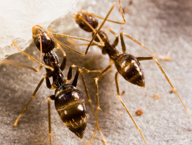 La fourmi folle noire (Paratrechina longicornis (Latreille)).