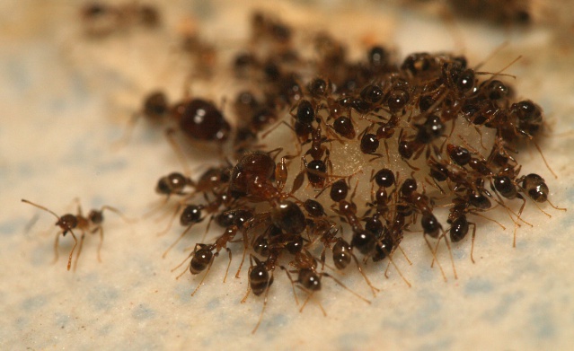 La fourmi à grosse tête (Pheidole megacephala (Fabricius)).