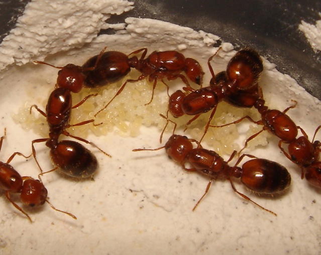 La fourmi de feu (Solenopsis geminata (Fabricius)).