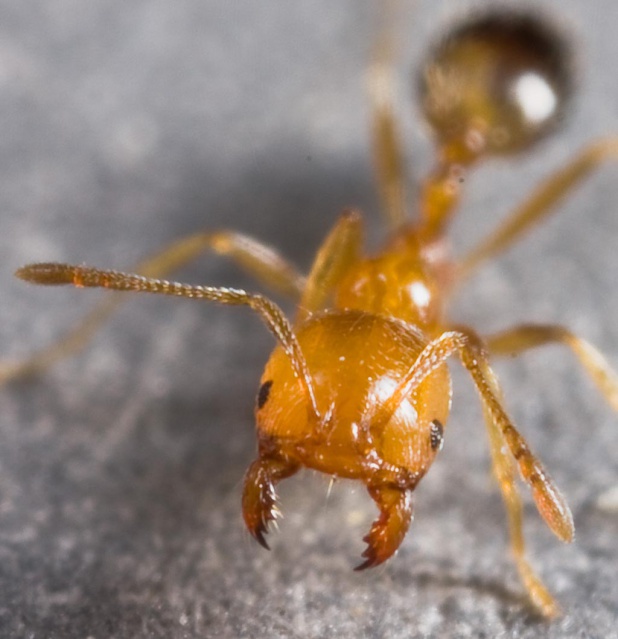 La fourmi de Singapour (Trichomyrmex destructor (Jerdon)).