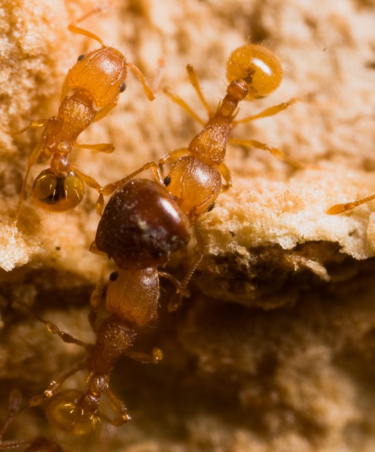 La petite fourmi de feu (Wasmannia auropunctata (Roger)).