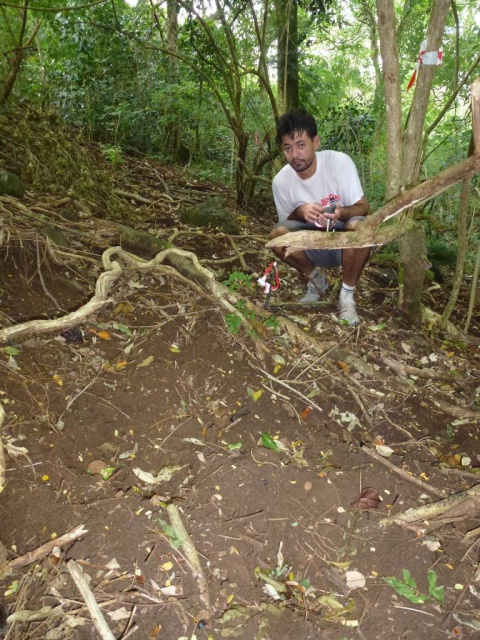 Ravahere Taputuarai constate les dégâts causés par les cochons sauvages sur le sol. Crédit : JYM.
