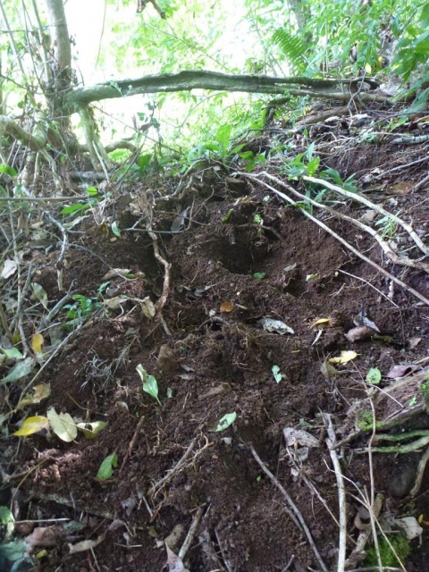 Dégâts causés par les cochons sauvages. Crédit : JYM.