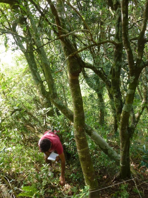 Ravahere Taputuarai compte les plantules dans la parcelle de forêt naturelle. Crédit : JYM.