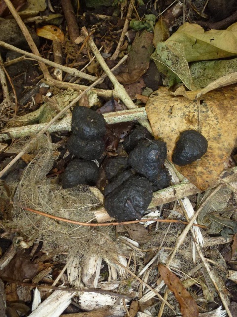 Crottes de cochons sauvages qui prouvent leur passage sur la zone. Crédit : JYM.