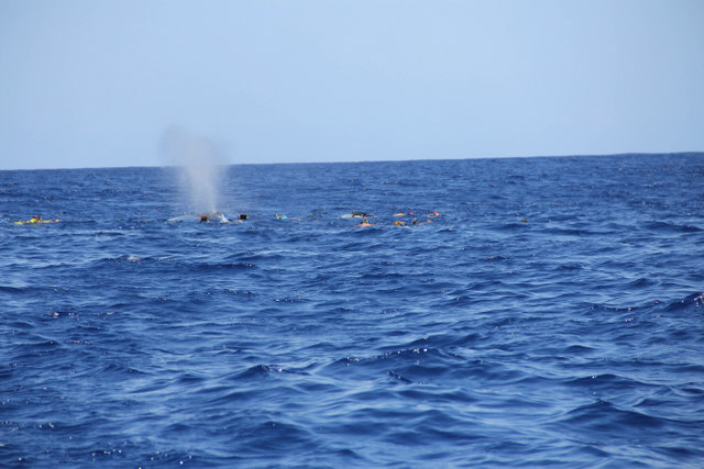 De nombreux nageurs autour d'une baleine.