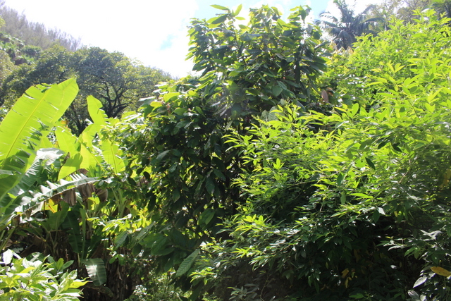 Il a planté des dizaines de cacaoyer. Il a planté des dizaines de cacaoyer.