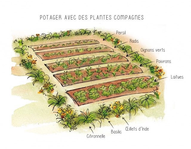 Evolution Farm : Rotations des cultures. Evolution Farm : Rotations des cultures.