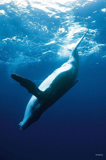 Baleines & dauphins de Polynésie, Alexandre Gannier, éditions Au vent des îles.