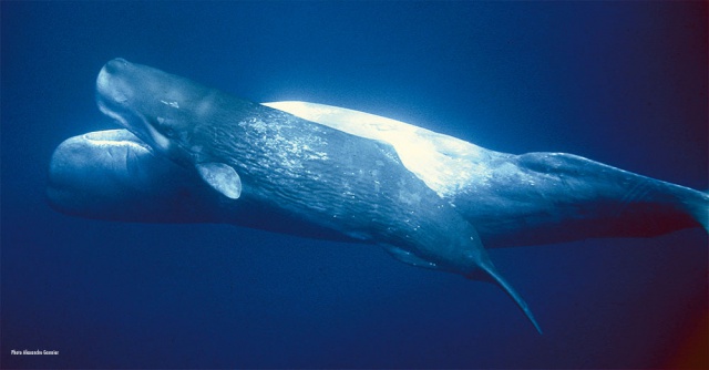Baleines & dauphins de Polynésie, Alexandre Gannier, éditions Au vent des îles.